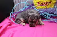 Zayne, a male French Bulldog for sale in Weaubleau, MO – Photo 7 of 10