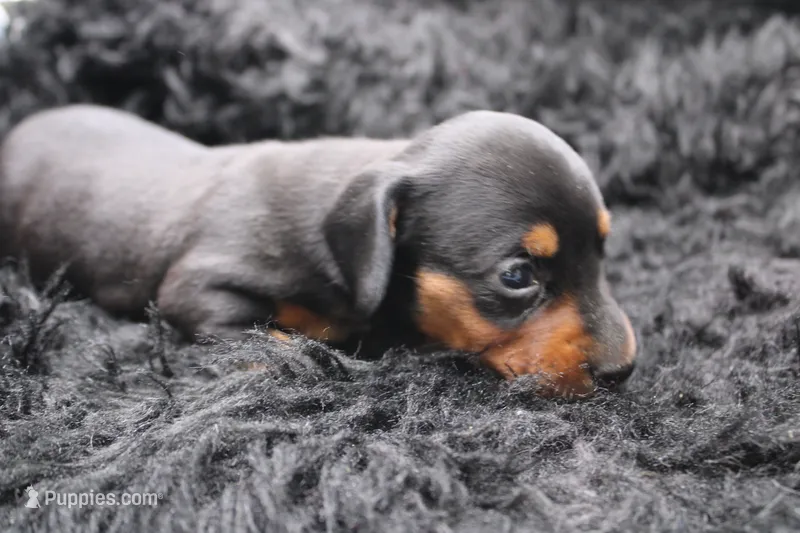 Rain – Miniature Dachshund puppy for sale in Weaubleau, MO