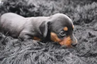 Rain, a female Miniature Dachshund for sale in Weaubleau, MO – 1 of 4