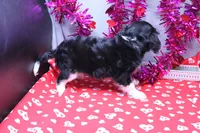 Steven, a male Cavalier King Charles Spaniel for sale in Weaubleau, MO – Photo 4 of 10