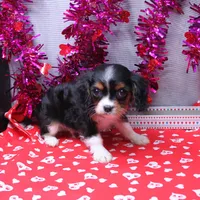 Steven, a male Cavalier King Charles Spaniel for sale in Weaubleau, MO – Photo 9 of 10