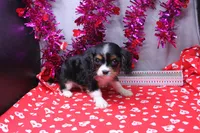 Steven, a male Cavalier King Charles Spaniel for sale in Weaubleau, MO – Photo 2 of 10