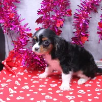Steven, a male Cavalier King Charles Spaniel for sale in Weaubleau, MO – Photo 10 of 10