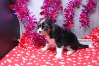 Steven, a male Cavalier King Charles Spaniel for sale in Weaubleau, MO – Photo 3 of 10