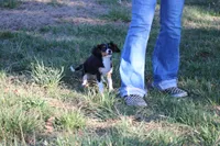 Steven, a male Cavalier King Charles Spaniel for sale in Weaubleau, MO – Photo 3 of 10