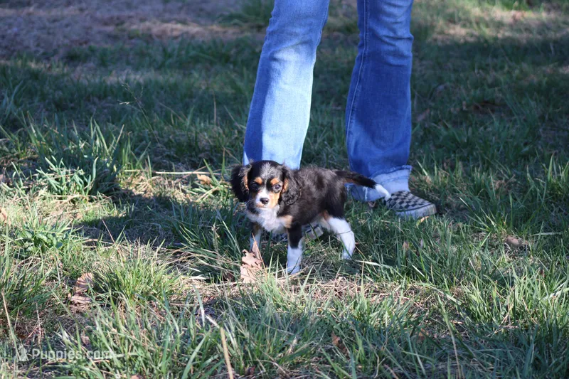 Steven – Cavalier King Charles Spaniel puppy for sale in Weaubleau, MO