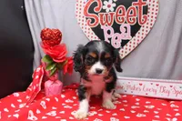 Steven, a male Cavalier King Charles Spaniel for sale in Weaubleau, MO – Photo 6 of 10