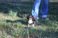 Steven, a male Cavalier King Charles Spaniel for sale in Weaubleau, MO – Photo 4 of 10