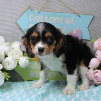 Steven, a male Cavalier King Charles Spaniel for sale in Weaubleau, MO – Photo 5 of 10