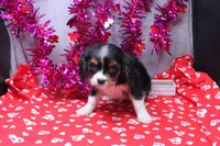 Steven, a male Cavalier King Charles Spaniel for sale in Weaubleau, MO – Photo 5 of 10