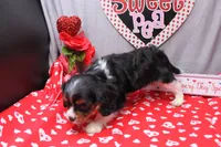 Steven, a male Cavalier King Charles Spaniel for sale in Weaubleau, MO – Photo 10 of 10
