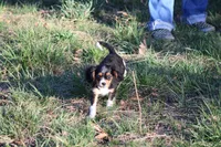 Steven, a male Cavalier King Charles Spaniel for sale in Weaubleau, MO – Photo 2 of 10