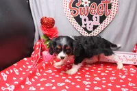 Steven, a male Cavalier King Charles Spaniel for sale in Weaubleau, MO – Photo 8 of 10