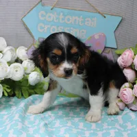Steven, a male Cavalier King Charles Spaniel for sale in Weaubleau, MO – Photo 7 of 10