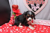 Steven, a male Cavalier King Charles Spaniel for sale in Weaubleau, MO – Photo 9 of 10