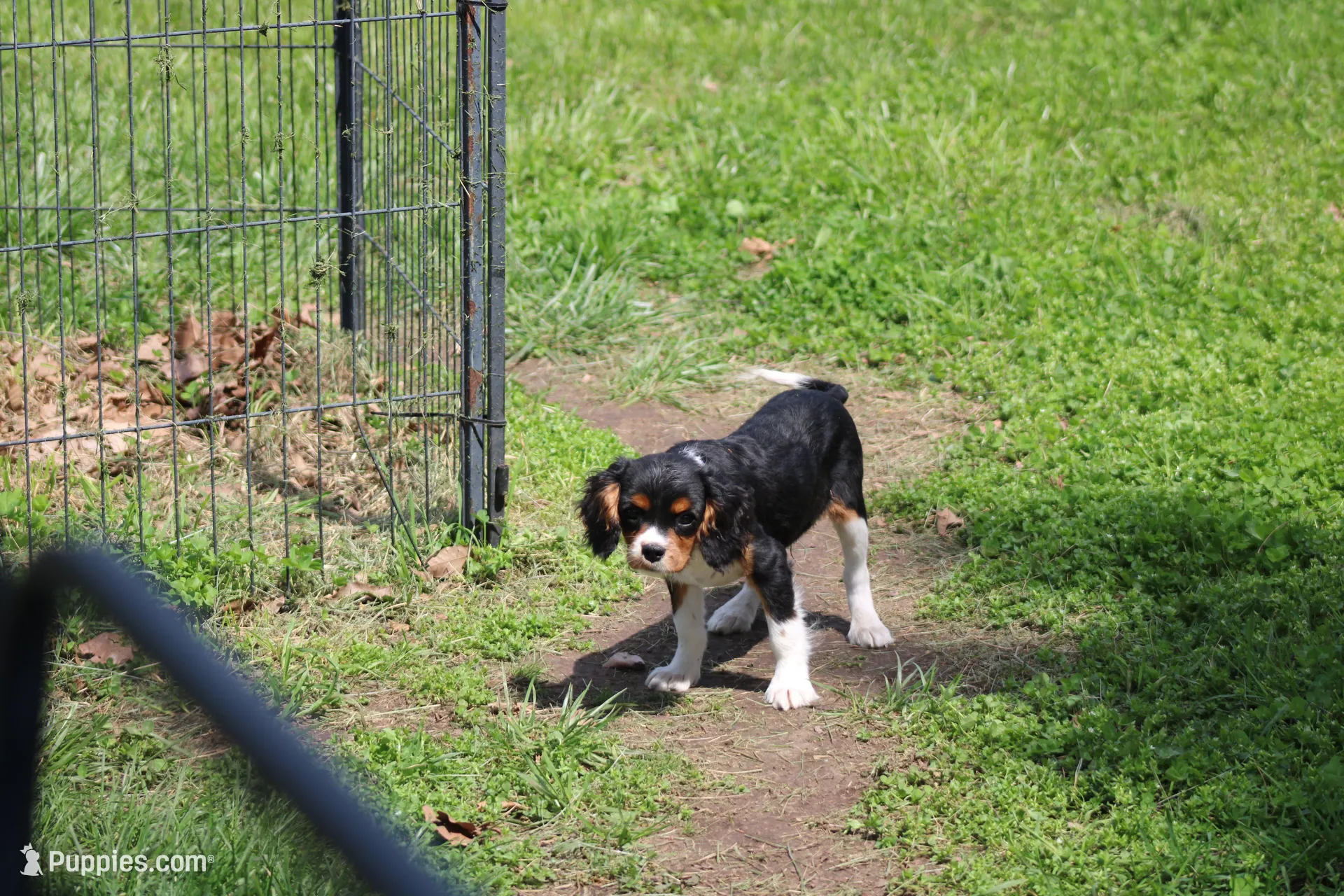Steven, a male Cavalier King Charles Spaniel for sale in Weaubleau, MO – Photo 2 of 10