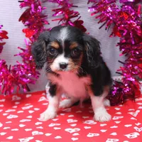 Steven, a male Cavalier King Charles Spaniel for sale in Weaubleau, MO – Photo 8 of 10