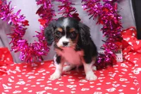 Steven, a male Cavalier King Charles Spaniel for sale in Weaubleau, MO – Photo 1 of 10