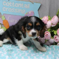 Steven, a male Cavalier King Charles Spaniel for sale in Weaubleau, MO – Photo 6 of 10