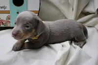 Seraphina, a female Miniature Dachshund for sale in Weaubleau, MO – 8 of 10