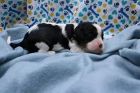 Treasure, a female Cavalier King Charles Spaniel for sale in Weaubleau, MO – 4 of 8