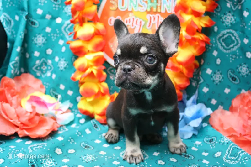 Nikolas – French Bulldog puppy for sale in Weaubleau, MO