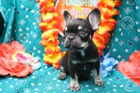 Nikolas, a male French Bulldog for sale in Weaubleau, MO – 1 of 6