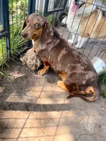 Axel, a male Dachshund for sale in Weaubleau, MO – 2 of 3