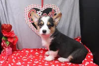Barnabas, a male Pembroke Welsh Corgi for sale in Weaubleau, MO – Photo 2 of 7