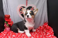 Barnabas, a male Pembroke Welsh Corgi for sale in Weaubleau, MO – Photo 7 of 7