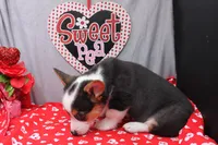 Barnabas, a male Pembroke Welsh Corgi for sale in Weaubleau, MO – Photo 5 of 7