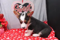 Barnabas, a male Pembroke Welsh Corgi for sale in Weaubleau, MO – Photo 3 of 7