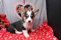 Barnabas, a male Pembroke Welsh Corgi for sale in Weaubleau, MO – Photo 1 of 7