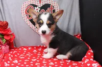 Barnabas, a male Pembroke Welsh Corgi for sale in Weaubleau, MO – Photo 4 of 7