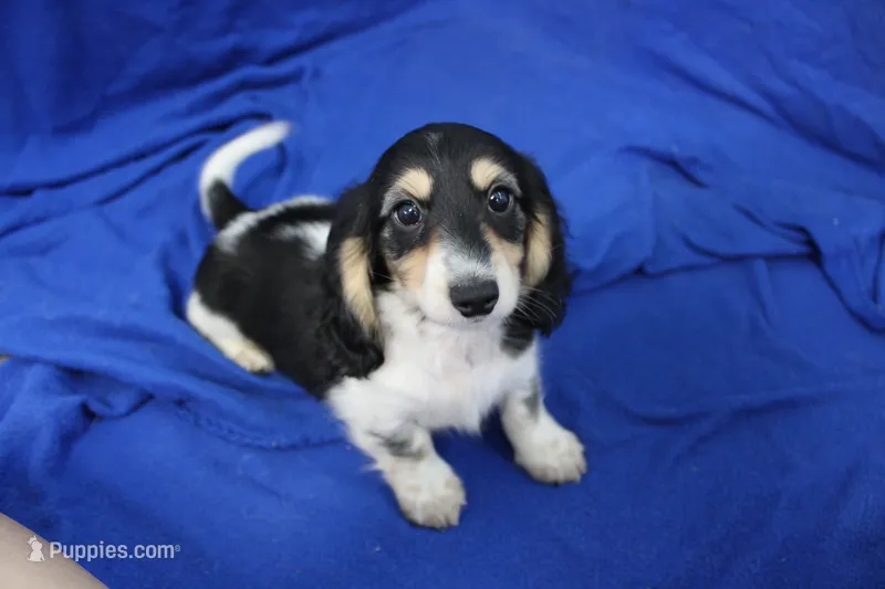Syed – Miniature Dachshund puppy for sale in Weaubleau, MO