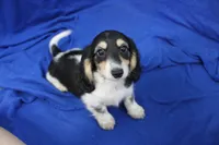 Syed, a male Miniature Dachshund for sale in Weaubleau, MO – 1 of 10