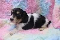Syed, a male Miniature Dachshund for sale in Weaubleau, MO – 5 of 10
