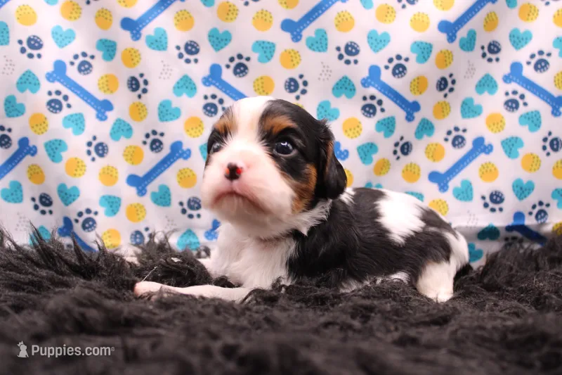 Teagan – Cavalier King Charles Spaniel puppy for sale in Weaubleau, MO