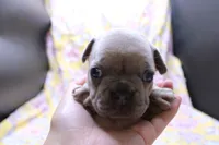 Peyton, a male French Bulldog for sale in Weaubleau, MO – 7 of 10