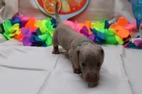 Parker, a male Miniature Dachshund for sale in Weaubleau, MO – 7 of 9