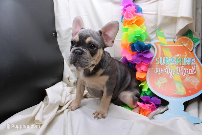 Zayne – French Bulldog puppy for sale in Weaubleau, MO