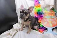 Zayne, a male French Bulldog for sale in Weaubleau, MO – 1 of 10
