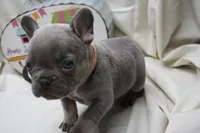 Roxi, a female French Bulldog for sale in Weaubleau, MO – 4 of 5