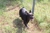 Caden, a male French Bulldog for sale in Weaubleau, MO – 9 of 10