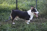 Mateo, a male Pembroke Welsh Corgi for sale in Weaubleau, MO – Photo 5 of 10