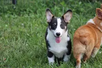 Mateo, a male Pembroke Welsh Corgi for sale in Weaubleau, MO – Photo 9 of 10