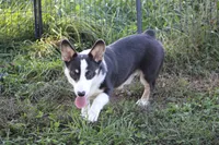Mateo, a male Pembroke Welsh Corgi for sale in Weaubleau, MO – Photo 4 of 10