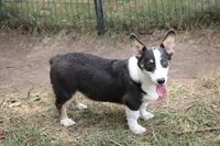 Mateo, a male Pembroke Welsh Corgi for sale in Weaubleau, MO – Photo 6 of 10