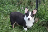 Mateo, a male Pembroke Welsh Corgi for sale in Weaubleau, MO – Photo 8 of 10