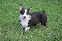 Mateo, a male Pembroke Welsh Corgi for sale in Weaubleau, MO – Photo 10 of 10